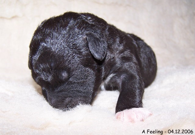 6-Ruede 2 - 04122006-3.jpg